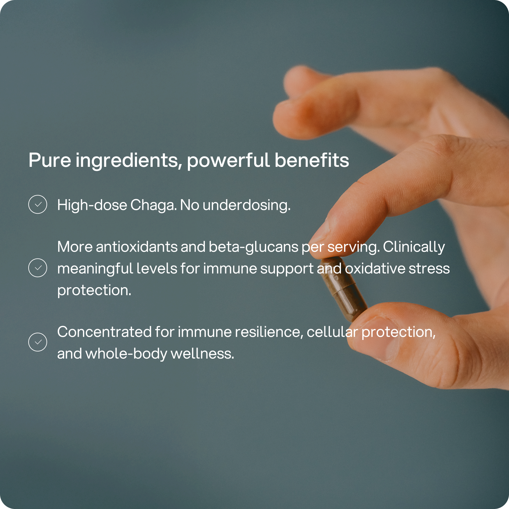 Chaga - Immunity & Gut Health Capsule
