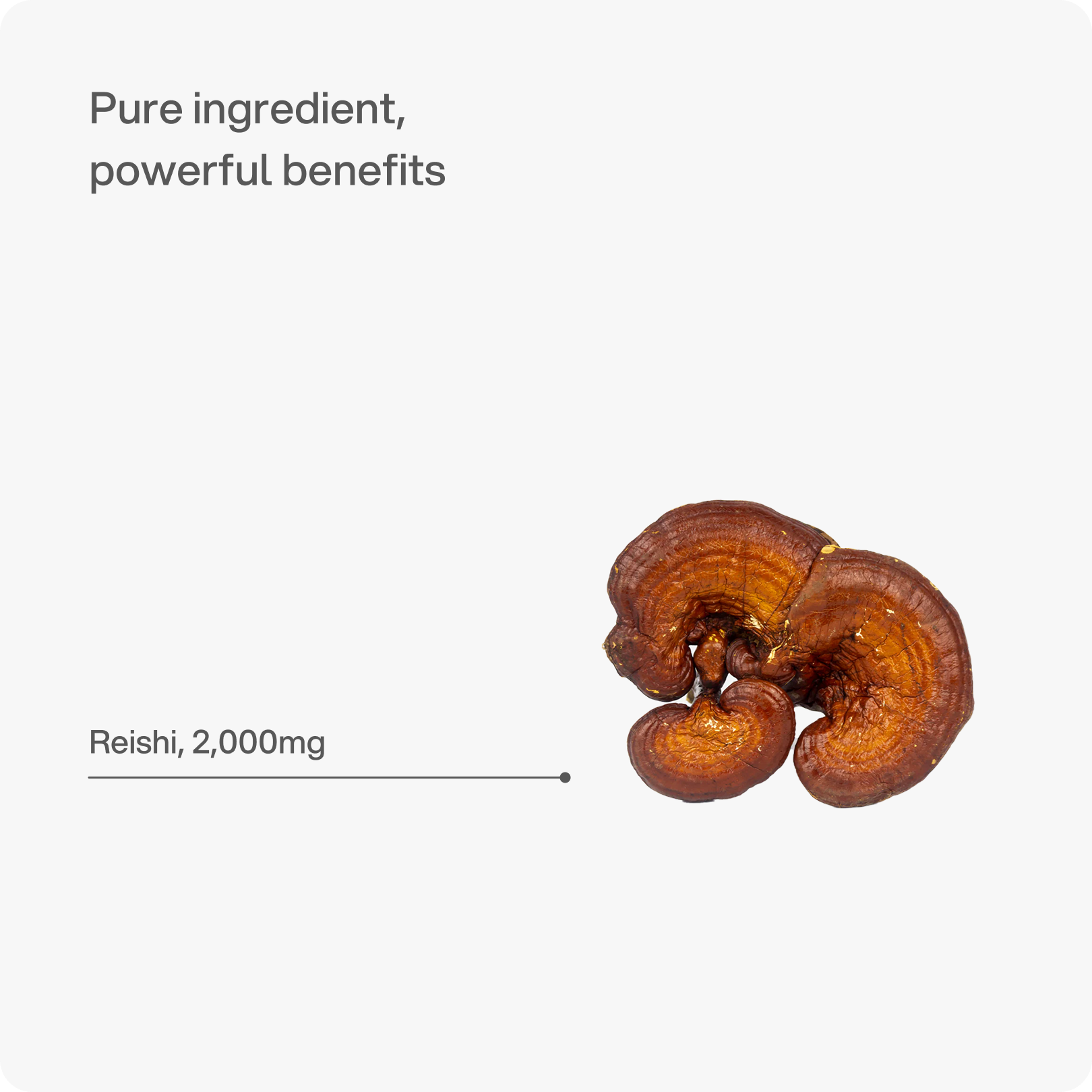 Reishi - Sleep, Stress & Immunity Capsule